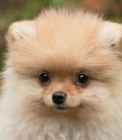 Cream Pomeranian Price Bhopal - Solid Cream Fluffy Puppy for Sale