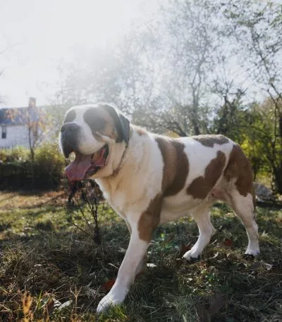 Saint Bernard Puppy