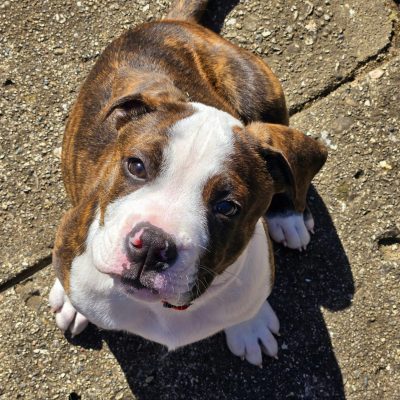 English Bull Dog Puppy