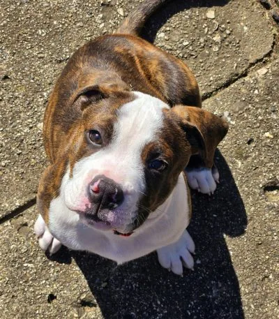 English Bull Dog Puppy