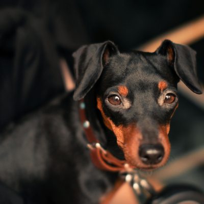 Miniature Pinscher Puppy