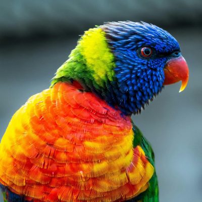 Buy Rainbow Lorikeet Online - Vibrant Multi-Colored Parrot