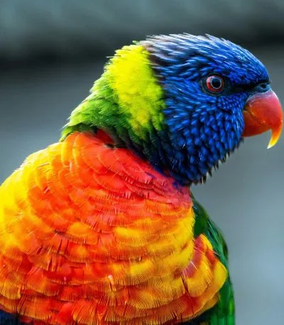 Buy Rainbow Lorikeet Online - Vibrant Multi-Colored Parrot