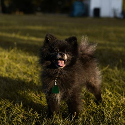 Black Pomeranian Bhopal - Solid Black Fluffy Puppy for Sale