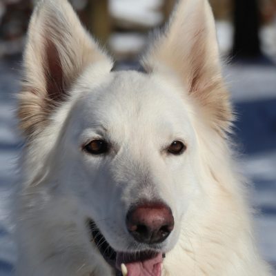 German Shepherd | White | Puppy & Adults