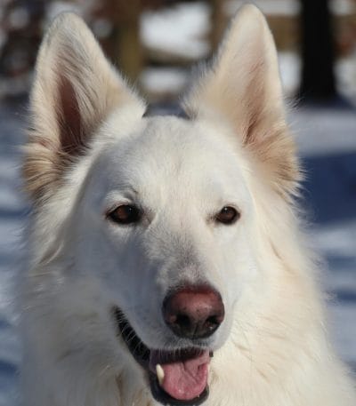 German Shepherd | White | Puppy & Adults