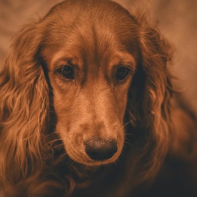 Buy Brown Cocker Spaniel Puppy - Healthy Earthy Brown Pup