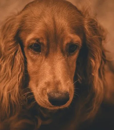 Buy Brown Cocker Spaniel Puppy - Healthy Earthy Brown Pup