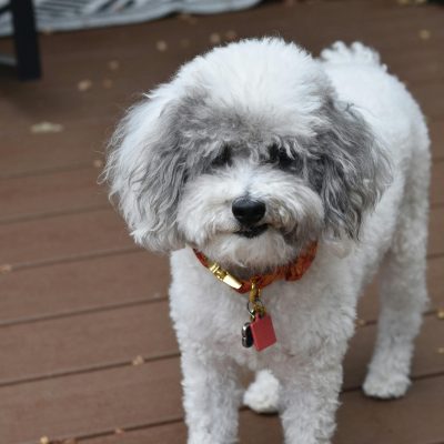 Standard Poodle Bhopal - Large Purebred Puppy for Sale