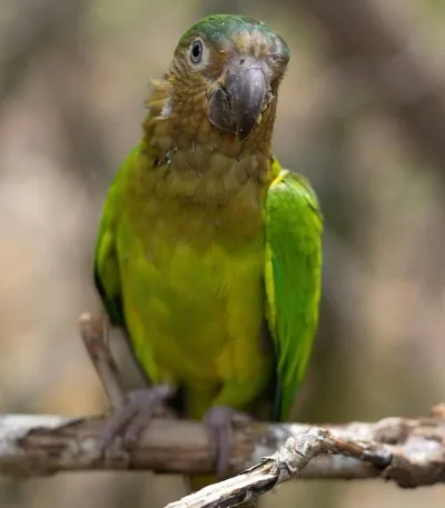 Pineapple Headed Conure