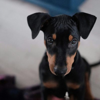 Buy European Doberman Puppy - Elite Guard Dog with Heavy Bone
