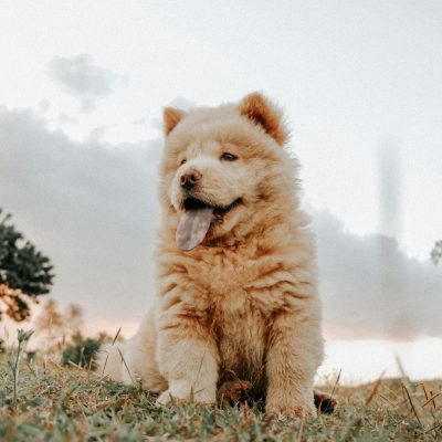 Buy Cream Chow Chow Puppy - Rare White Lion Like Pup