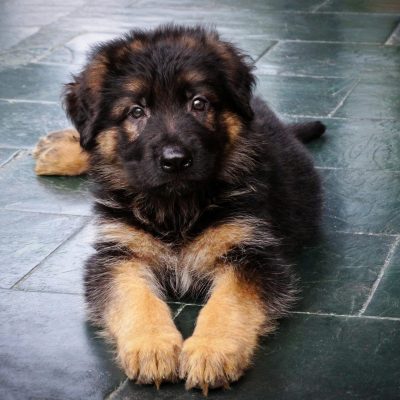 Shepherd Puppy/Adult - Black and Tan