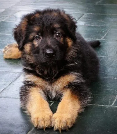German Shepherd Puppy Price & Availability In Waraseoni