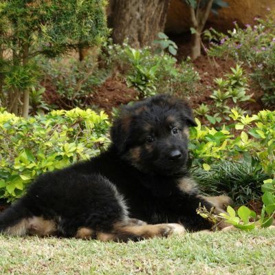 German Shepherd black & tan