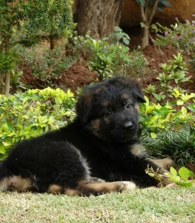 German Shepherd black & tan