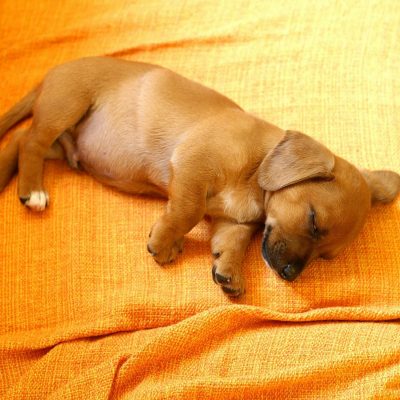 Dachshund Puppy /Adult | - Chocolate