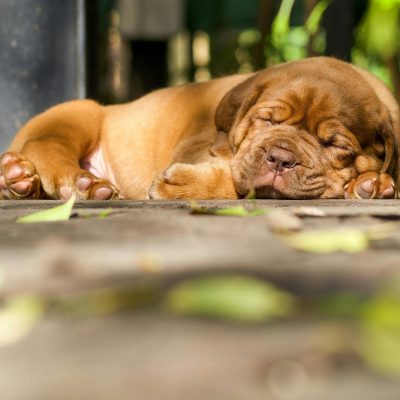 French Mastiff Price in Bhopal - Massive Heavy Bone Puppy for Sale