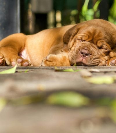 French Mastiff Price in Bhopal - Massive Heavy Bone Puppy for Sale
