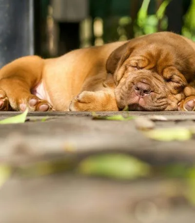 French Mastiff Price in Bhopal - Massive Heavy Bone Puppy for Sale