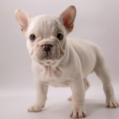 French Bulldog Puppy / Adult | White Color
