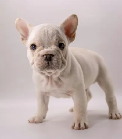 French Bulldog Puppy / Adult | White Color