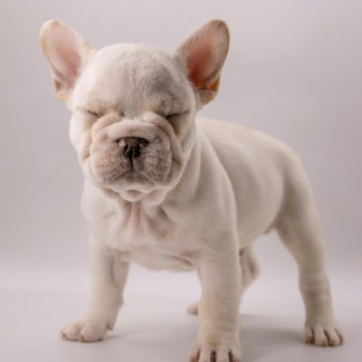 French Bulldog Price in Bhopal - White Frenchie Puppy for Sale
