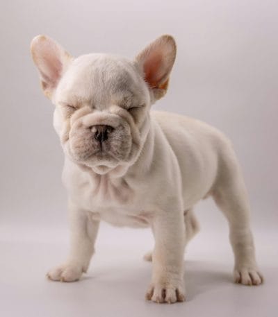 French Bulldog Price in Bhopal - White Frenchie Puppy for Sale