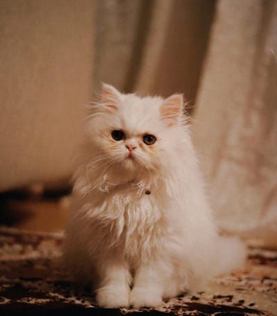 Buy Punch Face Persian Cat - Extreme Flat Face Kitten