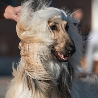 Afghan Hound - Gold