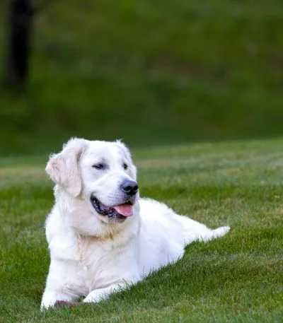 Labrador Retriever Puppy / Adult - White