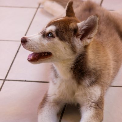 Siberian Husky Copper & White