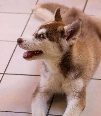 Siberian Husky Copper & White