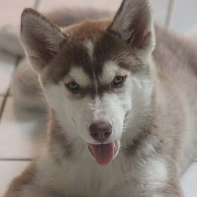 Siberian Husky Price Bhopal - Copper and White Super Wooly Puppy