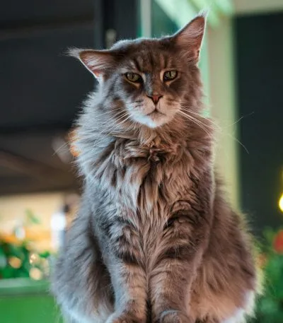 Maine Coon Cat Kitten/Adult