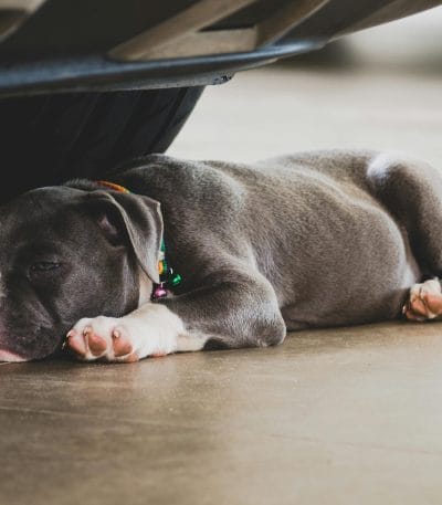 Buy American Bully Standard Size Puppy - Athletic Muscular Pup