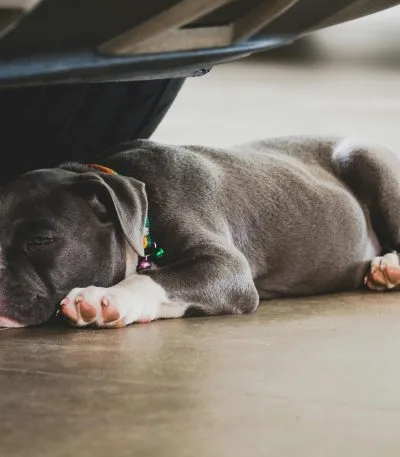 Buy American Bully Standard Size Puppy - Athletic Muscular Pup