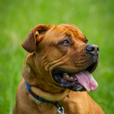 French Mastiff Puppy