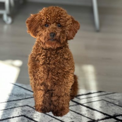 Toy Poodle Bhopal - Top Quality Curly Puppy for Sale
