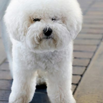 Buy Bichon Frise Puppy Online - Fluffy White Hypoallergenic Pup