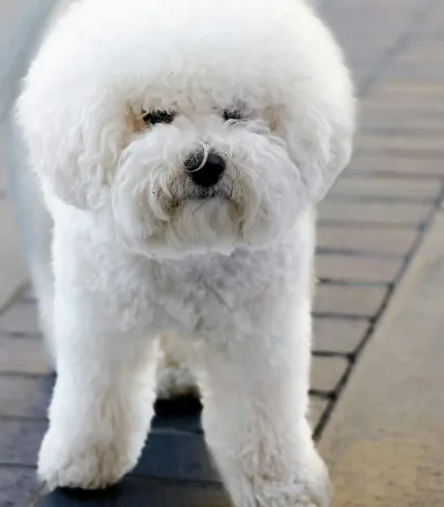 Buy Bichon Frise Puppy Online - Fluffy White Hypoallergenic Pup