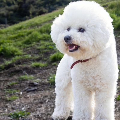 Bichon Frise Puppy