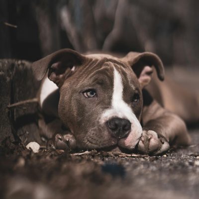 American Bully Pocket Size Puppy