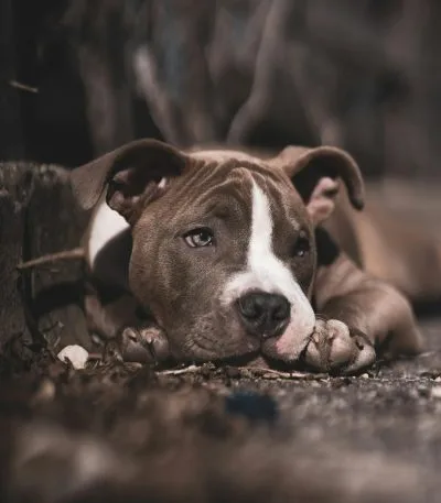 American Bully Pocket Size Puppy