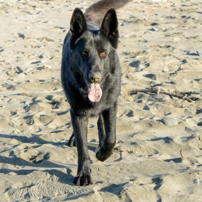 German Shepherd Puppy/Adult - Pure Black
