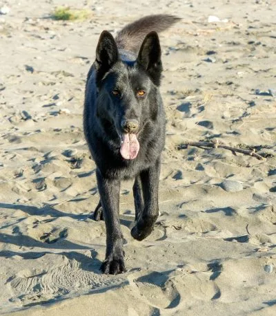 German Shepherd Puppy/Adult - Pure Black