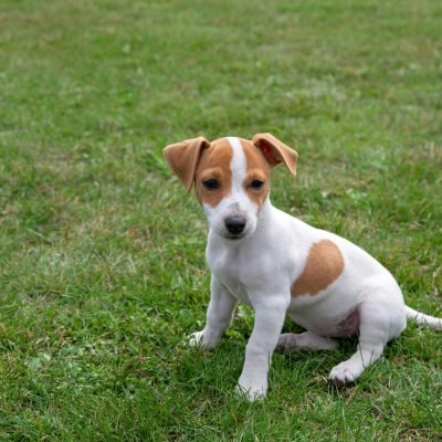 Jack Russell Terrier Puppy Price & Availability In Waraseoni