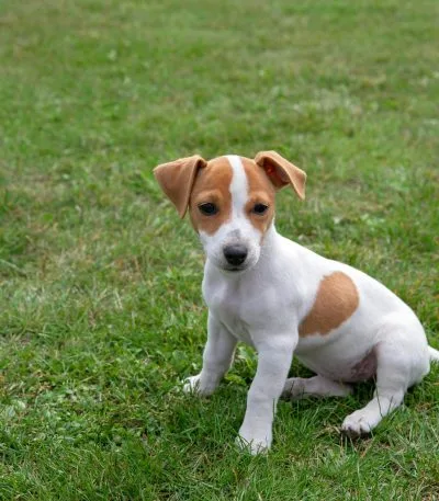 Jack Russell Terrier Puppy Price & Availability In Waraseoni