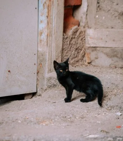 Buy Bombay Cat Kitten - Sleek Jet Black Mini Panther