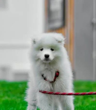 Buy White Samoyed Puppy - Fluffy Snow White Pup